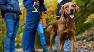 Votre chien aussi mérite des vacances