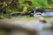 respect voor de natuur Ardennen