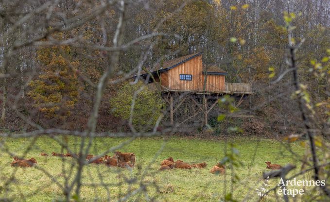 Cabane perche  Bertrix en Ardenne