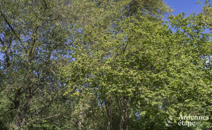 Maison de vacances  Ferrires pour 32 personnes en Ardenne