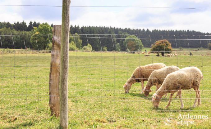 Maison de vacances  Manhay pour 12 personnes en Ardenne