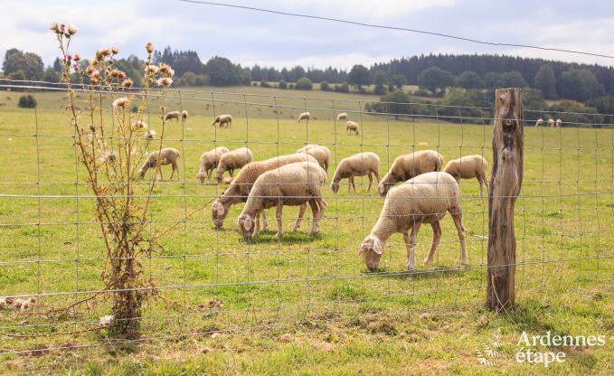 Maison de vacances  Manhay pour 12 personnes en Ardenne