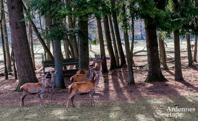 Maison de vacances  Momignies pour 8 personnes en Ardenne