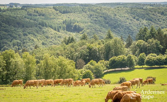 Villa de Luxe  Rochehaut pour 12/14 personnes en Ardenne